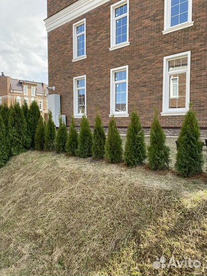 Туя смарагд