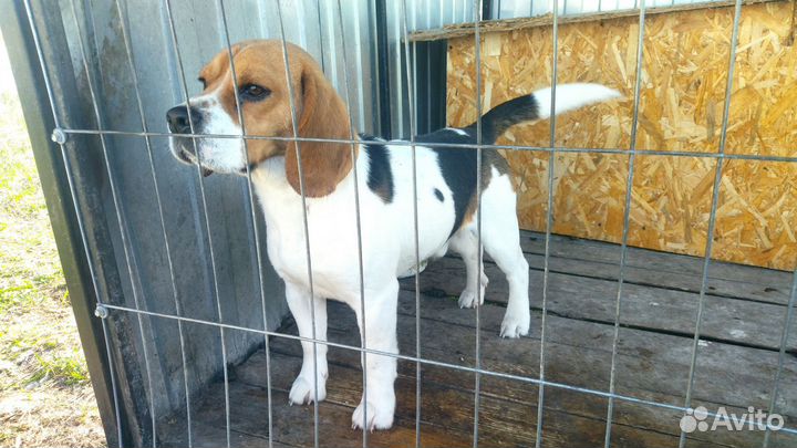 Щенки бигля