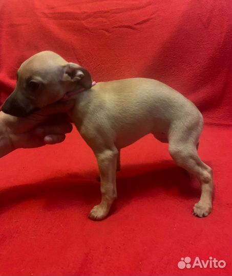 Щенки левретки