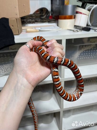 Королевская змея Кноблоха