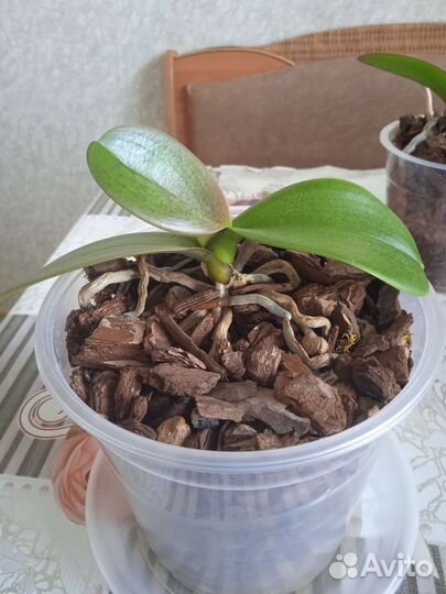 Орхидея фаленопсис