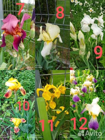 Цветы многолетники в асс.примулы,ирис,флокс,другие