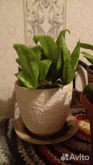 Сансевиерия