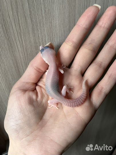 Эублефары Super Diablo Blanco