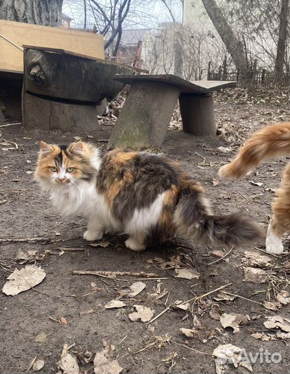 Трехцветная кошечка ищет дом