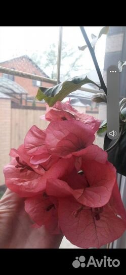 Бугенвиллея