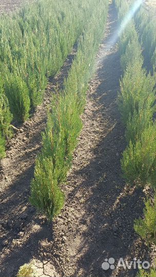 Туя восточная биота, можжевельник вергинский