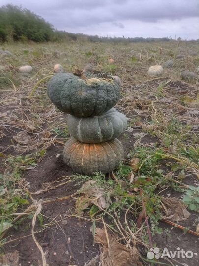 Тыква оптом столовая