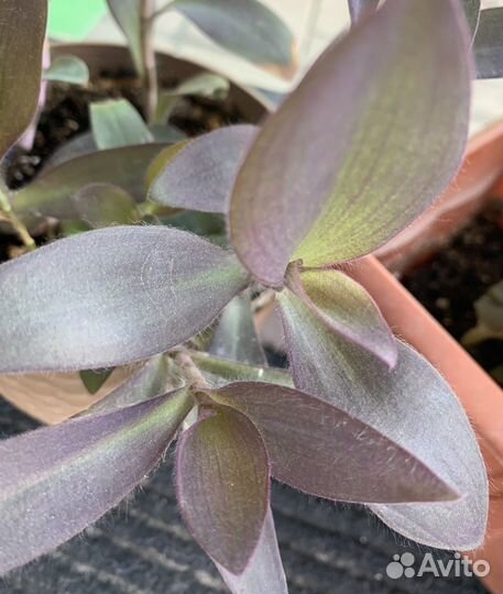 Сеткреазия пурпурная