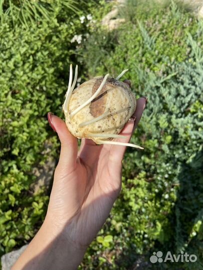 Луковицы императорского рябчика