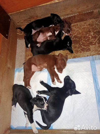 Отдам щенков