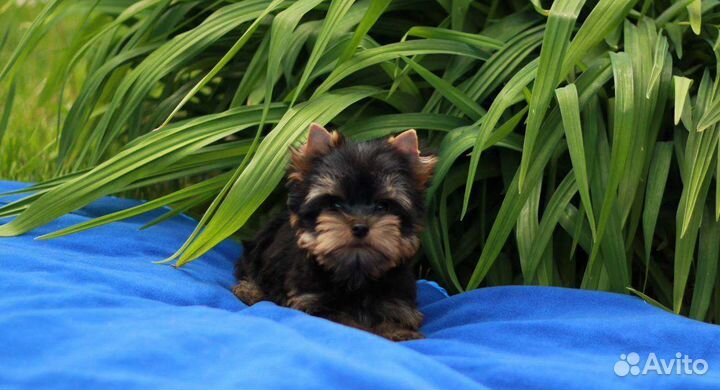 Йоркширский терьер