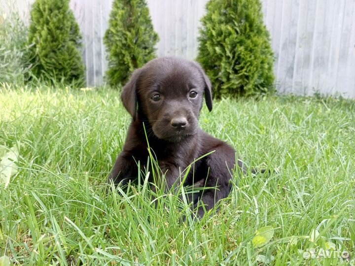 Продам щенков Лабрадора