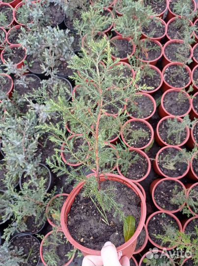 Можжевельник олд голд