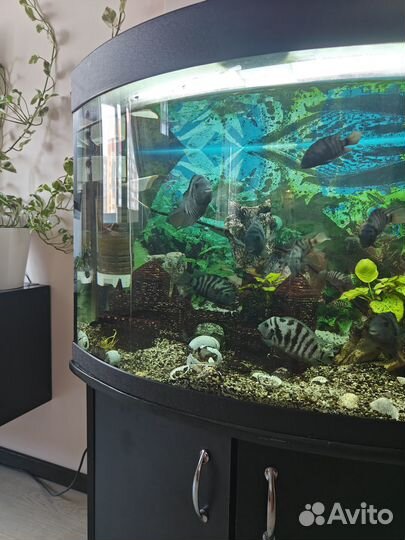 Аквариум с рыбками