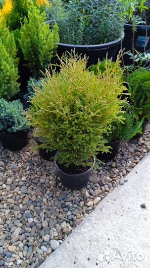 Питомник хвойных растений