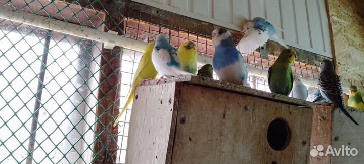 Волнистые попугаи