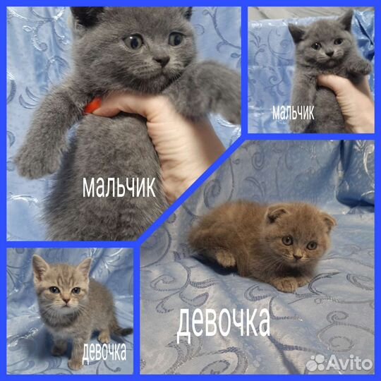 Шотландские котята
