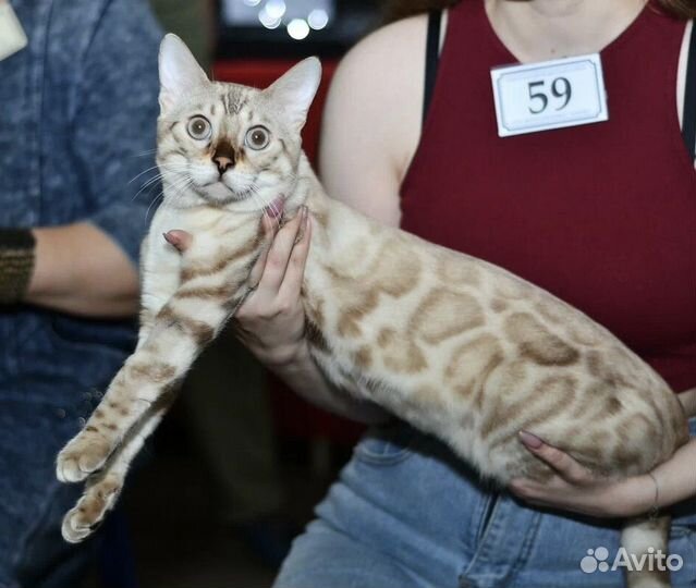 Бенгальский кот вязка