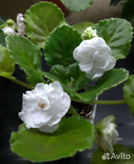 Цветущие фиалки, доставка