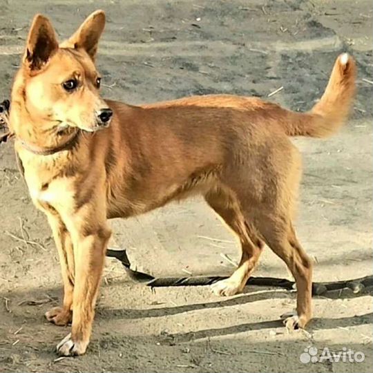 Лисонька, маленькая собака с большим сердцем