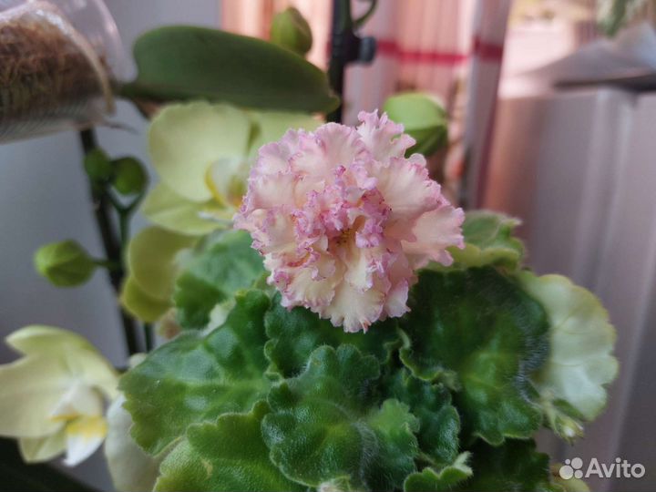 Сортовые фиалки