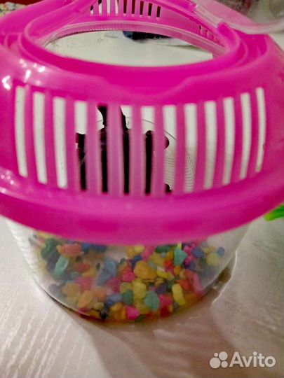 Террариум для рептилий