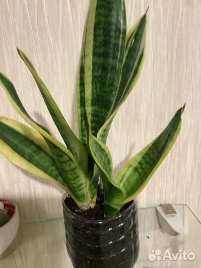 Сансевиерия Футура Суперба