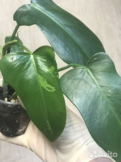 Филодендрон Lime Fiddle