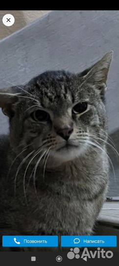 Кот под лестницей