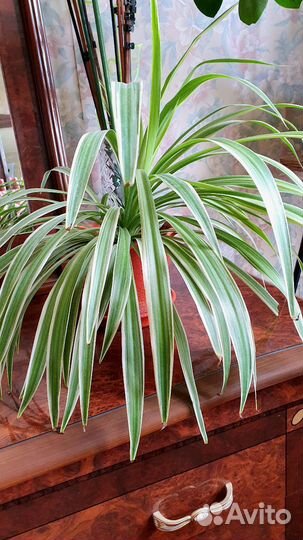 Хлорофитум