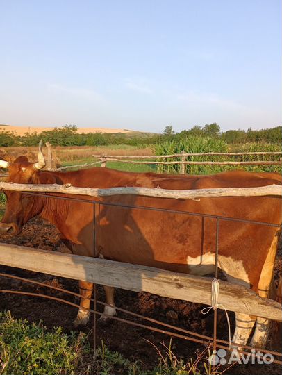 Корова стельная