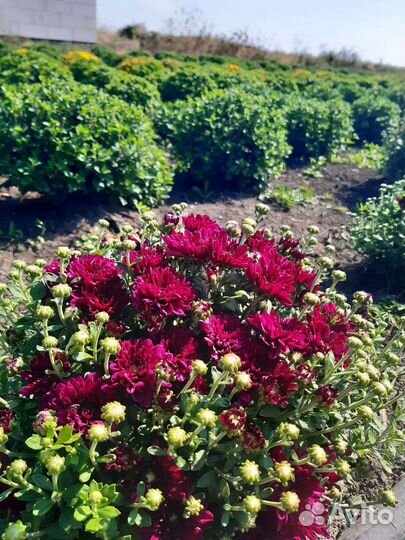 Хризантема шаровидная (мультифлора)