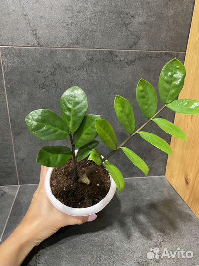 Замиокулькас, Традесканция белая с горшком