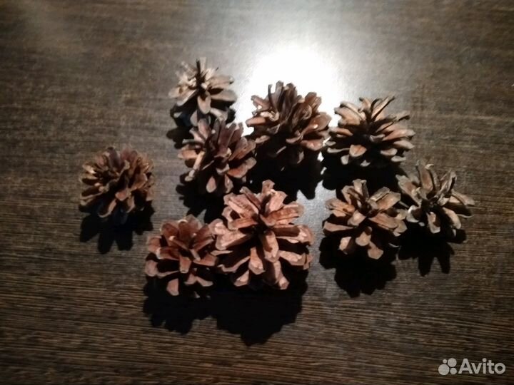 Шишки сосновые
