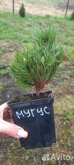 Сосна горная Мугус,сосна горная Пумилио