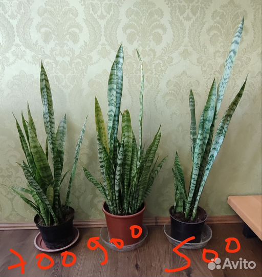 Кактусы, сансевиерии, каланхоэ, алоэ