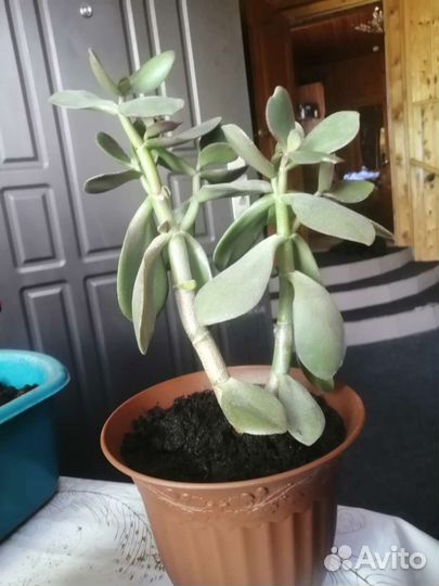 Красула толстянка