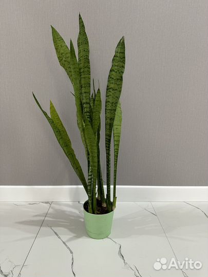 Сансевиерия