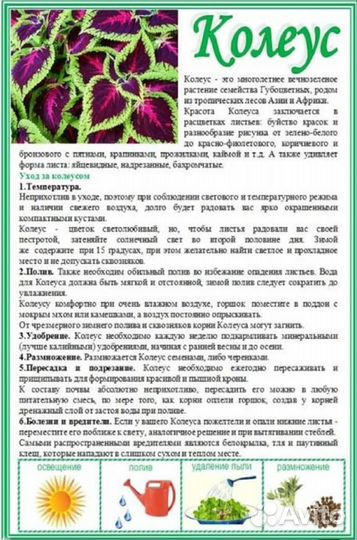 Колеус Колеозаурус (Coleus Coleosaurus)