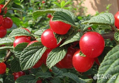 Вишня Малина Крыжовник Йошта Клубника Ежевика