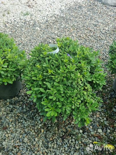 Питтоспорум