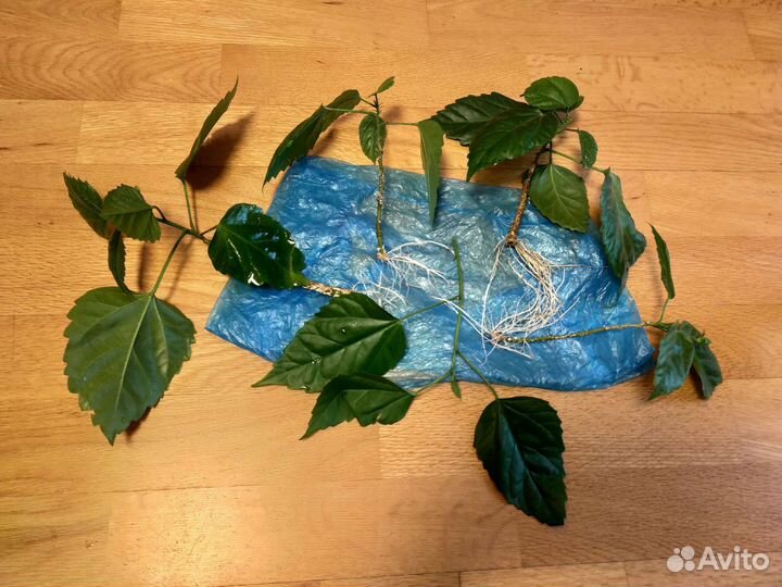 Китайская роза