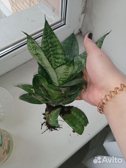 Сансевиерия