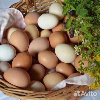 Домашние куриные яйца