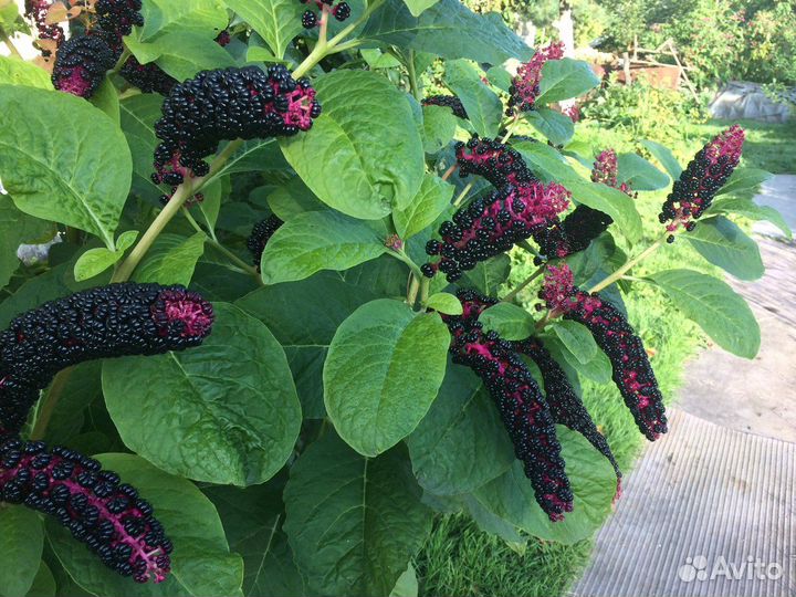 Фитолакка лаконос