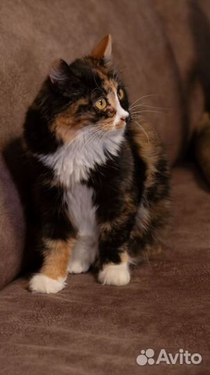 Кошка ищет жениха