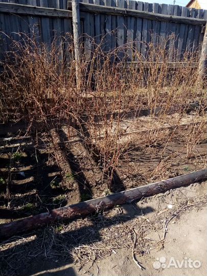 Ростки малины