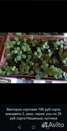 Рассада капусты