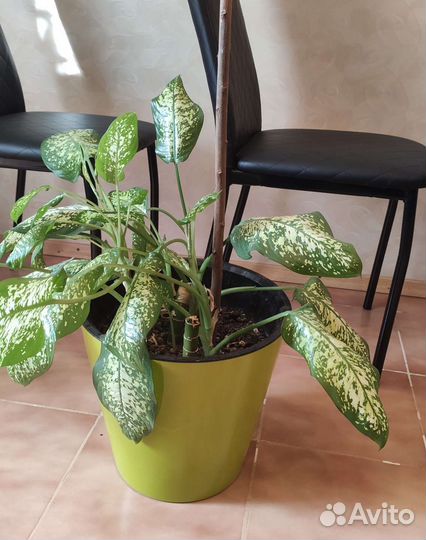 Диффенбахия и горшок / кашпо 16 л. на колёсиках